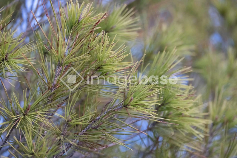 Close-up of Pine Needles
