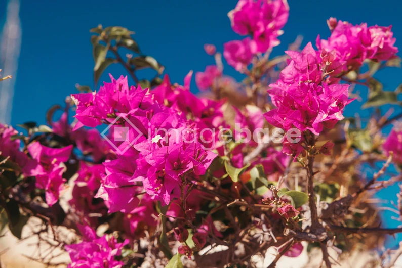 Vibrant Bougainvillea Blossoms