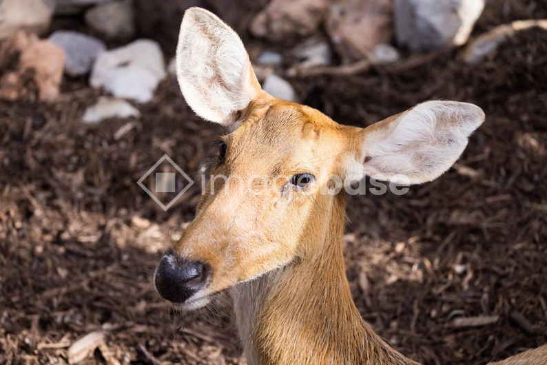 Deer in Natural Habitat