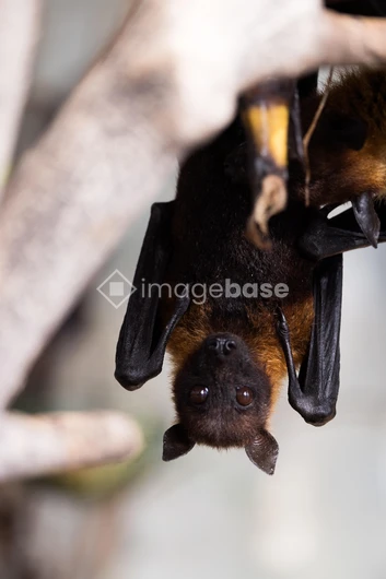 Hanging Bat Close-up