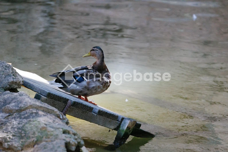Duck on a Plank by the Water