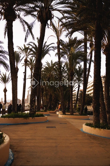 Palm Tree Promenade