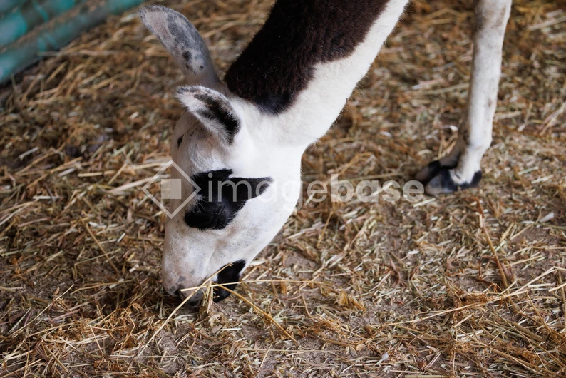 Giraffe Grazing on Straw