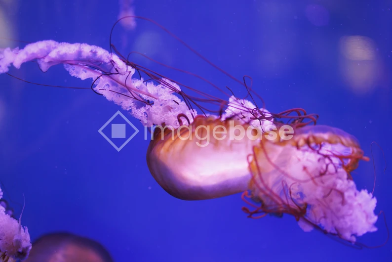 Graceful Jellyfish