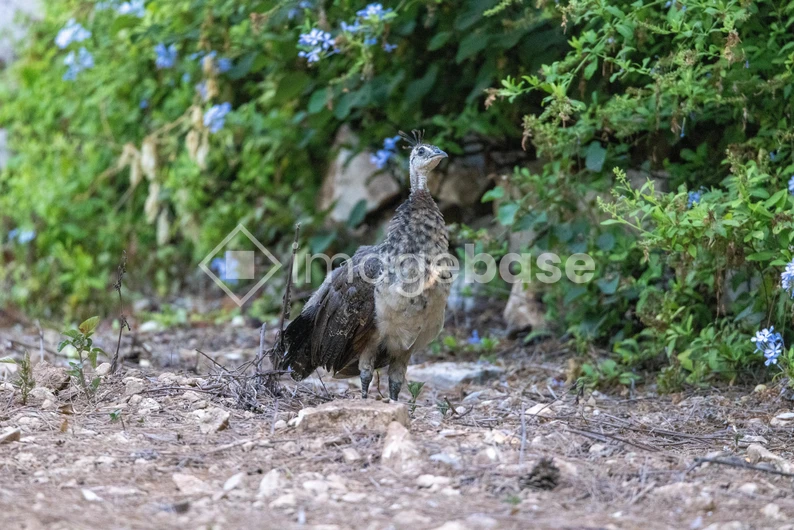 Peahen in Natural Habitat