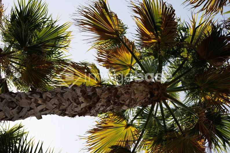 Palm Tree Canopy