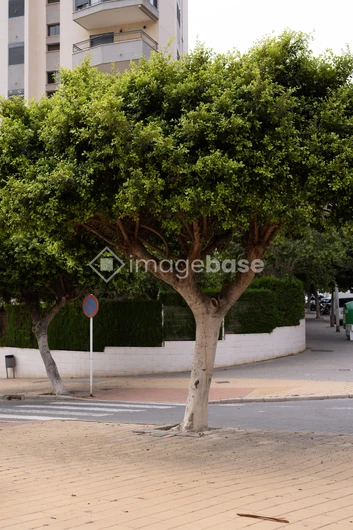 Urban Greenery