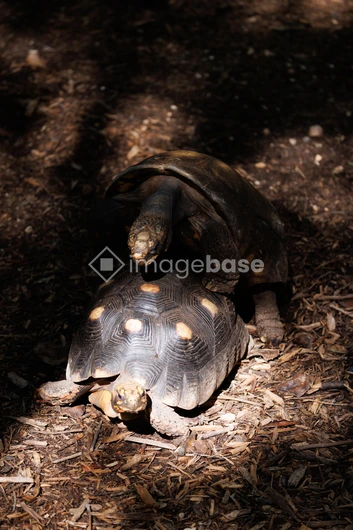 Tortoises in Natural Habitat