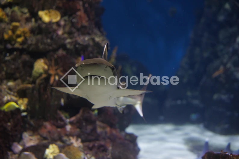 Underwater Shark Encounter