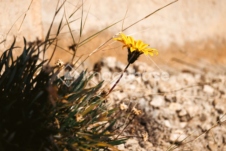 Solitary Yellow Flower