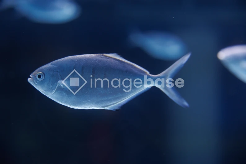 Serene Fish in Blue Waters
