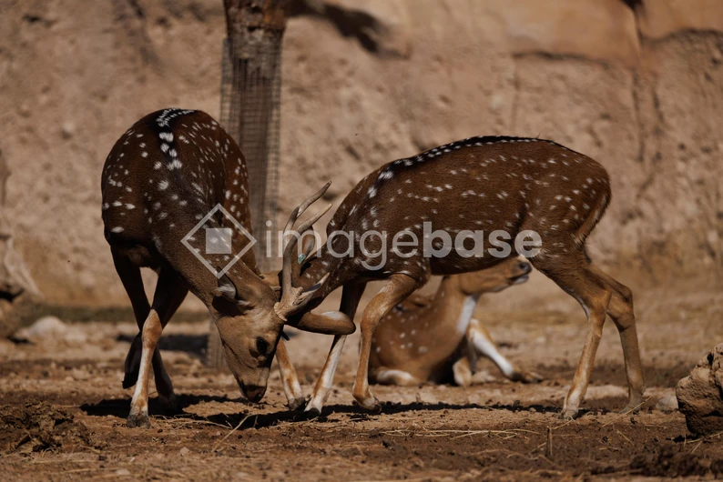 Sparring Deer in Natural Habitat