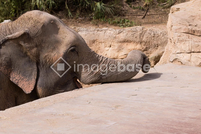 Resting Elephant