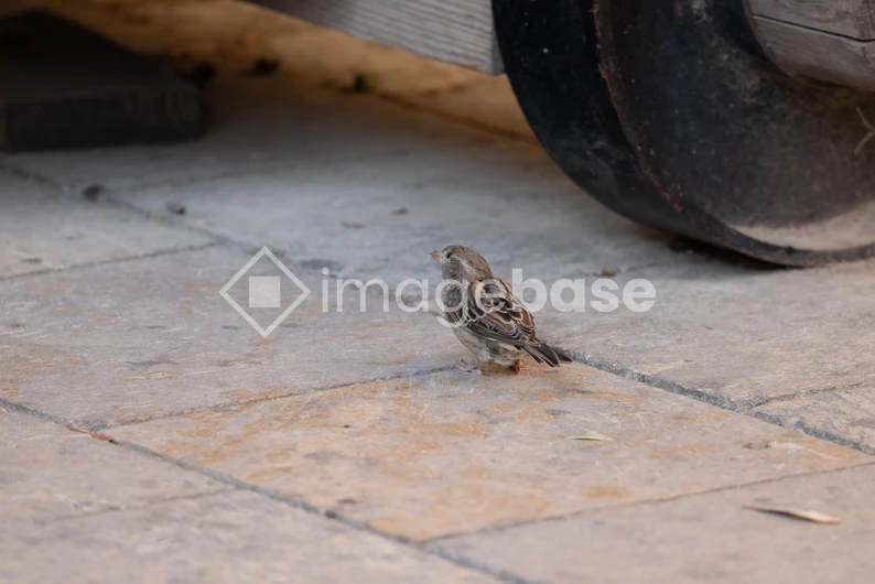 Sparrow on the Pavement