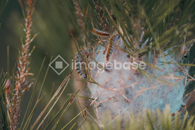 Caterpillars on Pine Needles