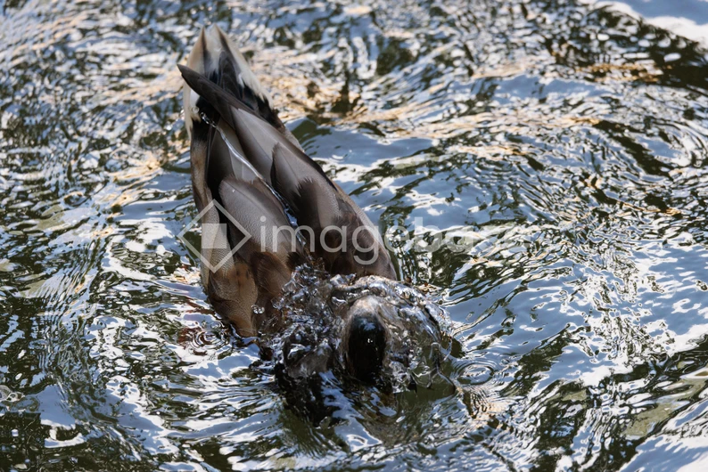 Duck Diving in Water