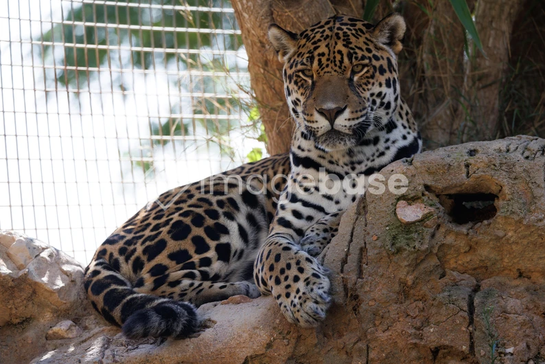 Resting Leopard