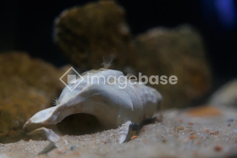 Seashell on the Ocean Floor