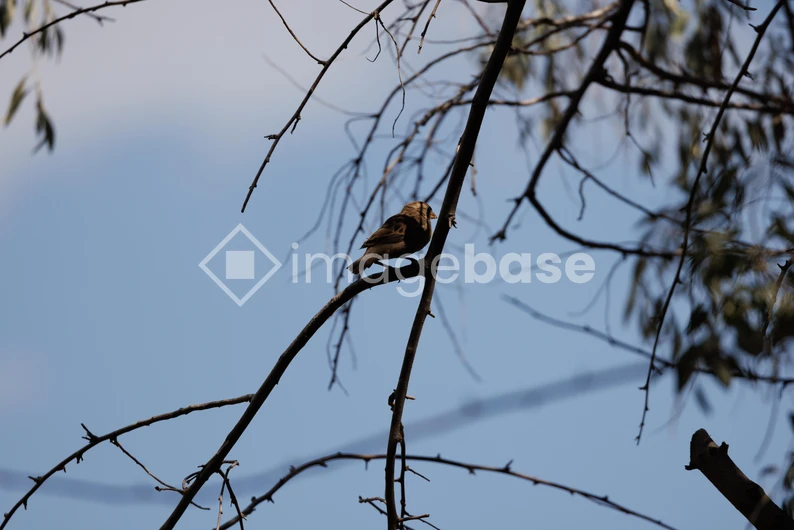 Bird on a Branch