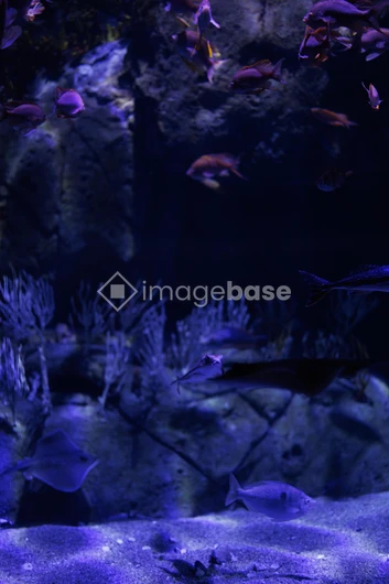 Underwater Scene with Fish