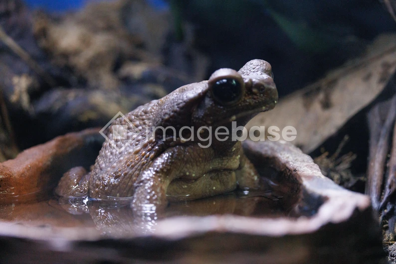 Frog in Natural Habitat