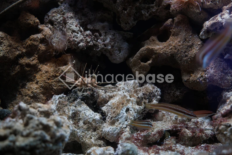 Underwater Scene with Marine Life