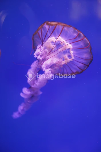 Graceful Jellyfish