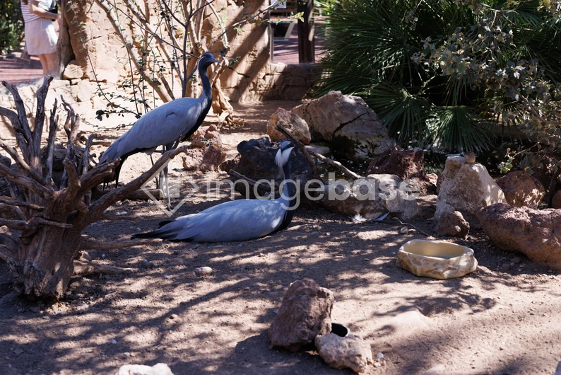 Cranes in Natural Habitat