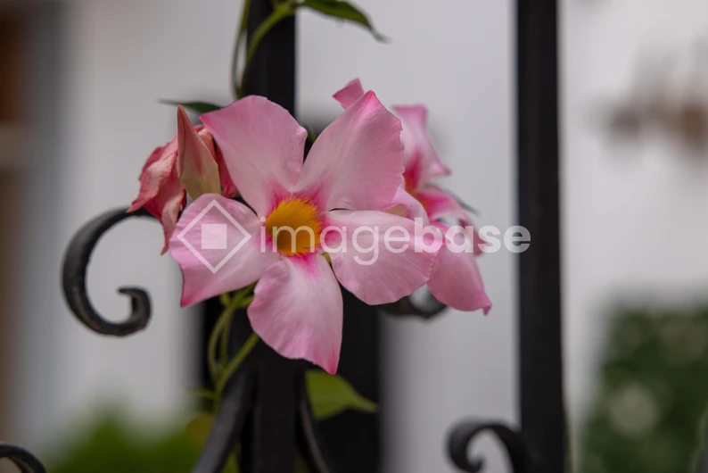 Pink Flower on Iron Fence