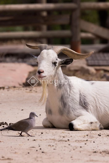 Goat and Dove Resting Together