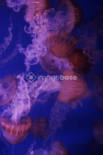Mystical Jellyfish