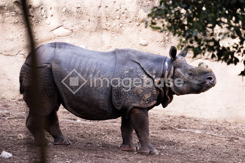 Rhino in Natural Habitat
