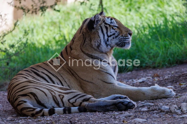 Resting Tiger in Natural Habitat
