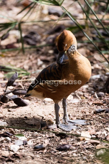 Resting Duck in Natural Habitat