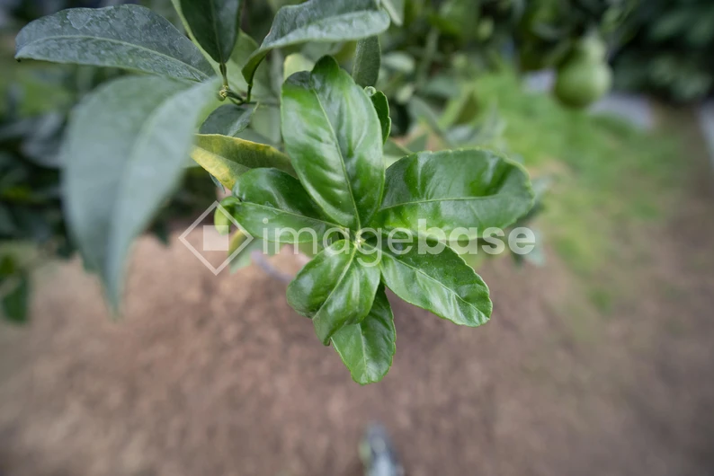Green Foliage Close-up