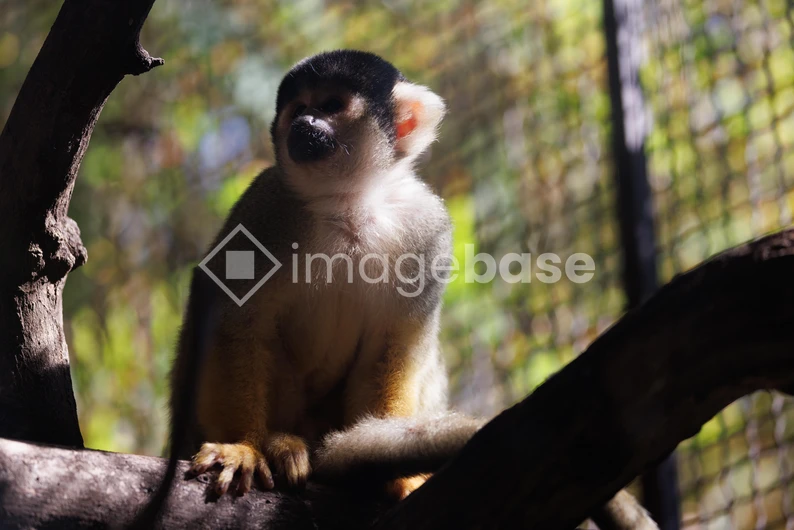 Monkey on a Tree