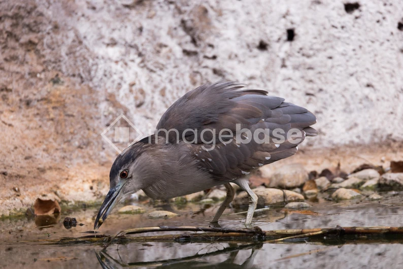 Bird by the Water