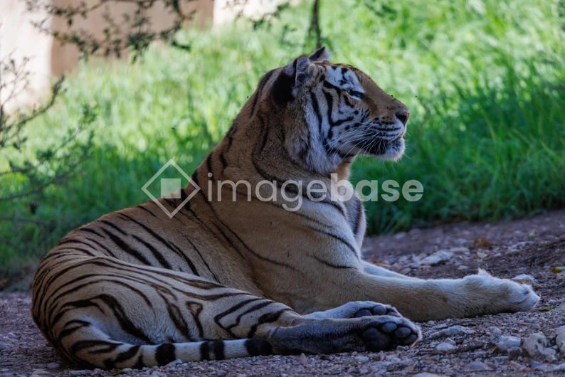 Tiger in Natural Habitat