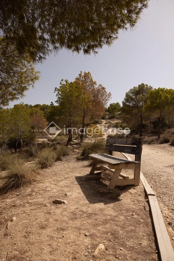 Serene Woodland Path