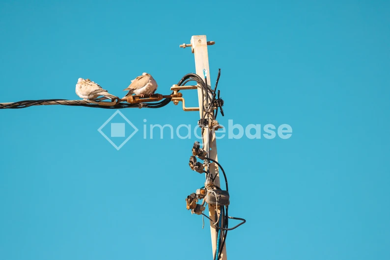 Birds on a Wire