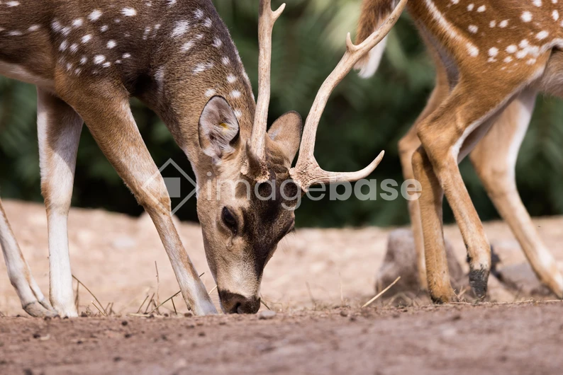 Grazing Deer in Natural Habitat