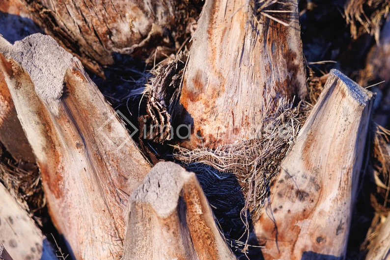 Close-up of Palm Tree Bark