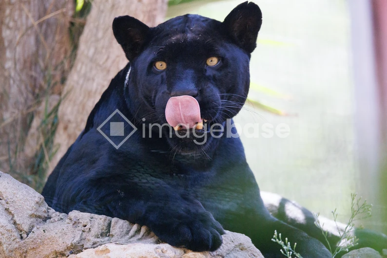 Majestic Black Panther