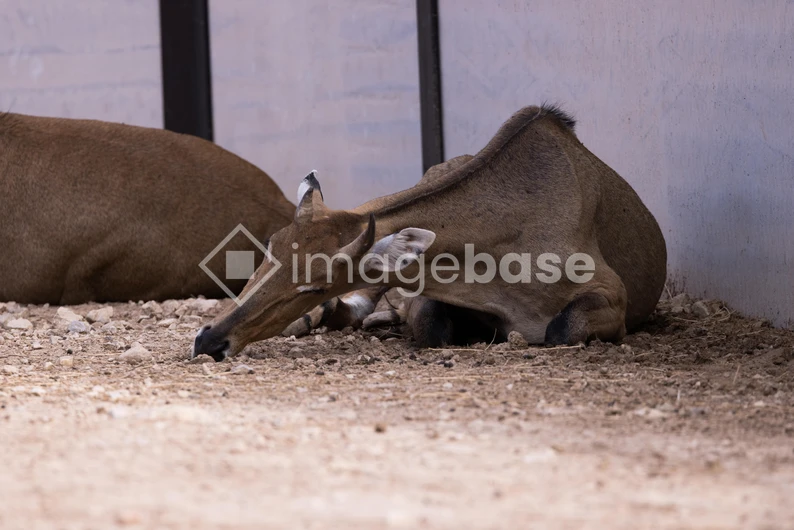 Resting Antelope