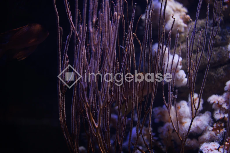 Underwater Coral Scene