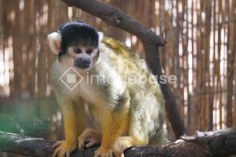 Monkey on a Branch
