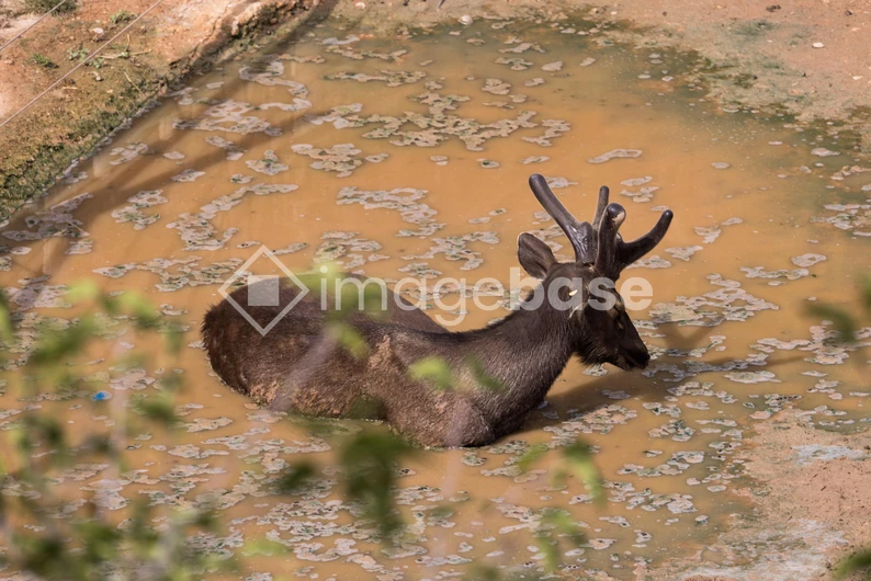 Deer Cooling in Muddy Waters