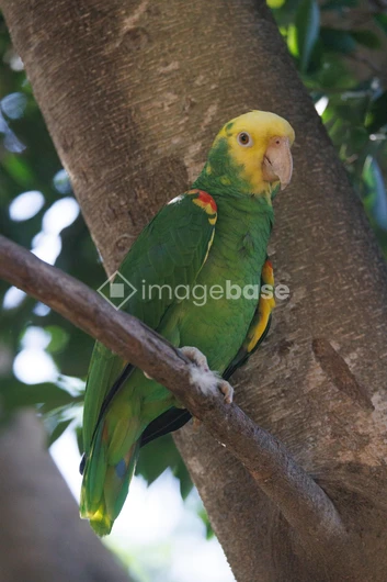 Parrot in Natural Habitat
