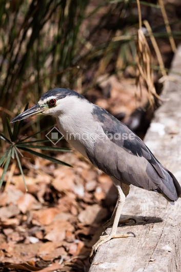Heron in Natural Habitat