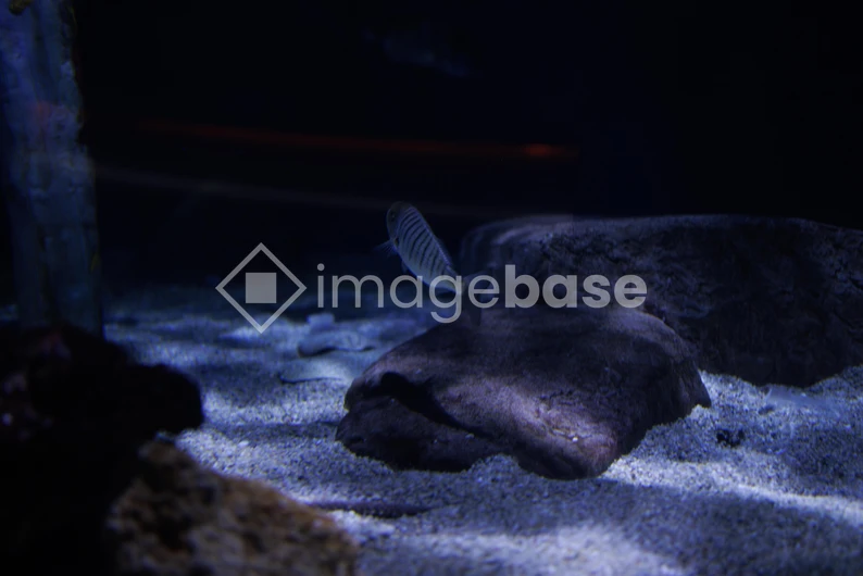 Underwater Scene with Fish